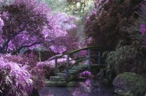 Purple blossoms and arch bridge