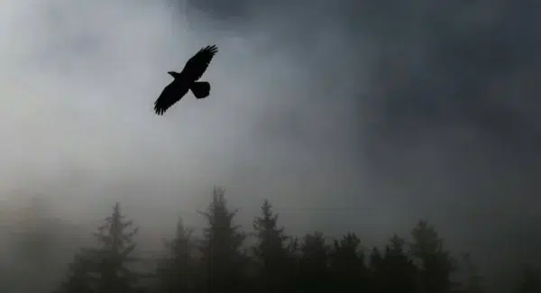A silhouette of a bird against a dark cloudy sky